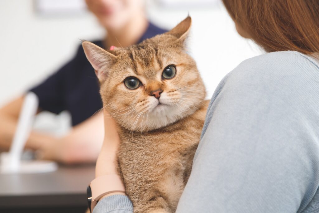 A person holding a cat A person holding a cat, highlighting the importance of house cleaning with pets.