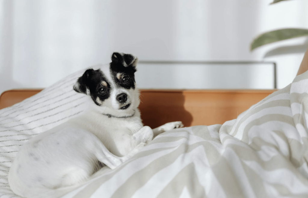 A playful Jack Russell Terrier dog relaxing on a bed A playful Jack Russell Terrier dog relaxing on a bed, adding a touch of joy to the space.