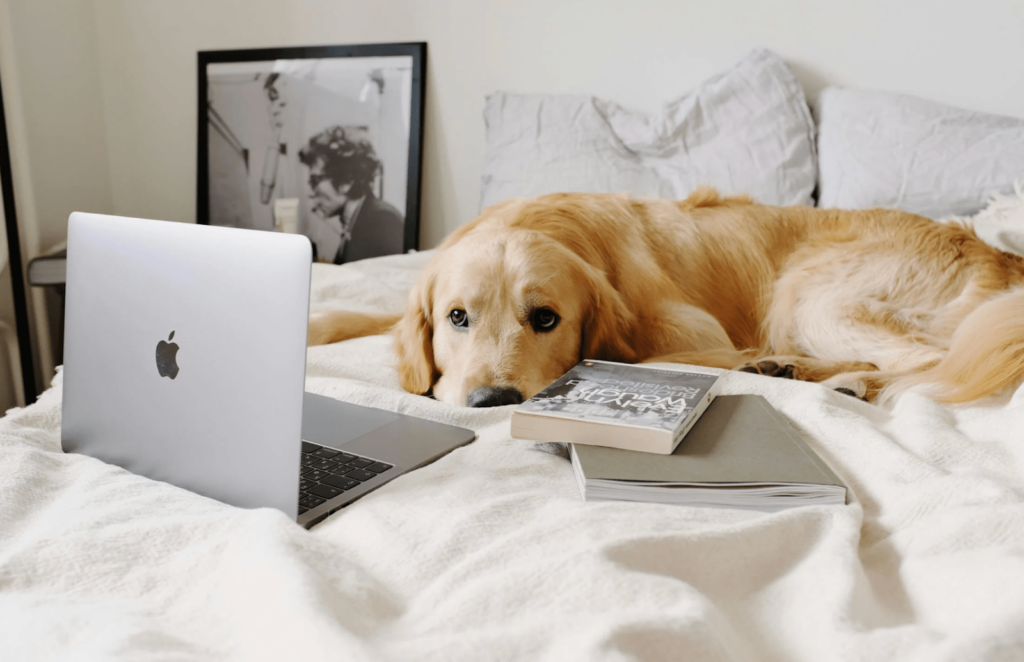 A golden retriever lays on a bed with a laptop and books A golden retriever lays on a bed with a laptop and books